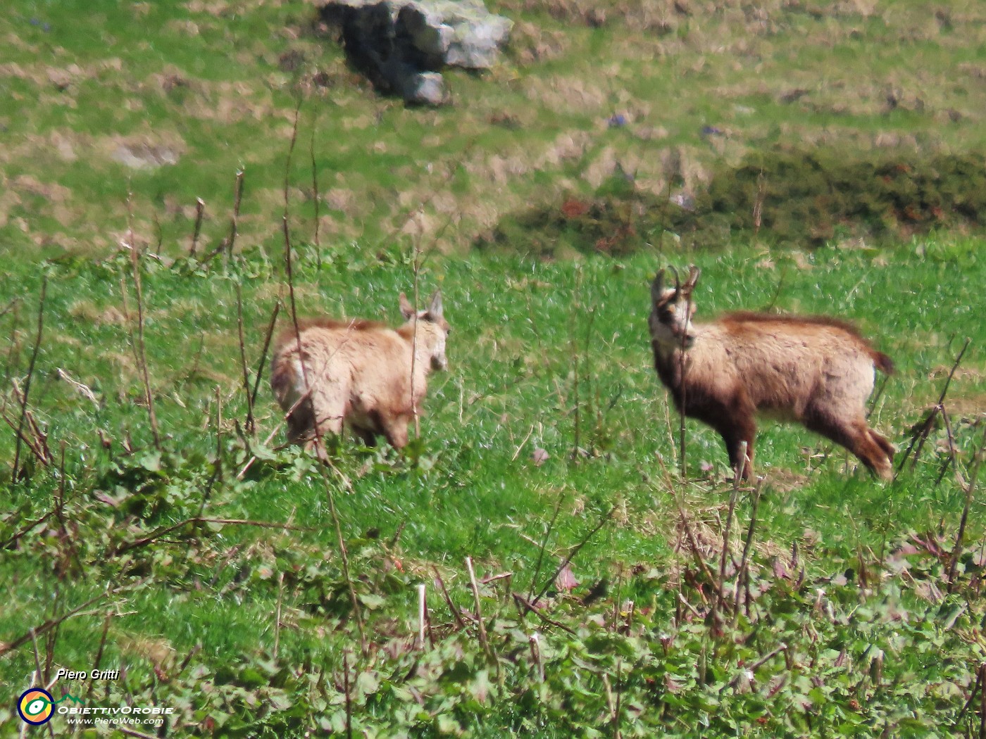 13 Camosci in altoalto al maxi- zoom.JPG